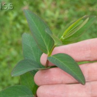 aug plants f 5034 1119
